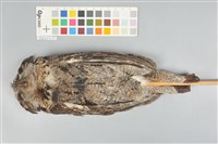 藏品(領角鴞)的圖片